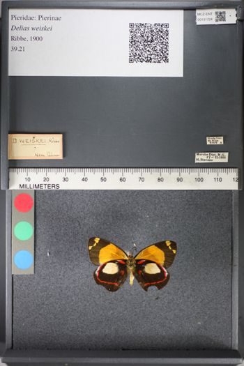 Media type: image;   Entomology 131724
